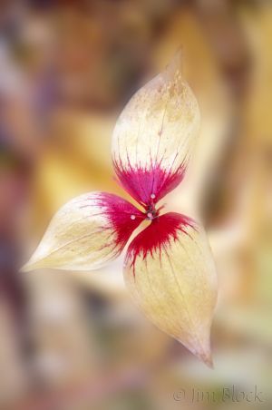07  DB323O-Indian-Cucumber-Root.jpg